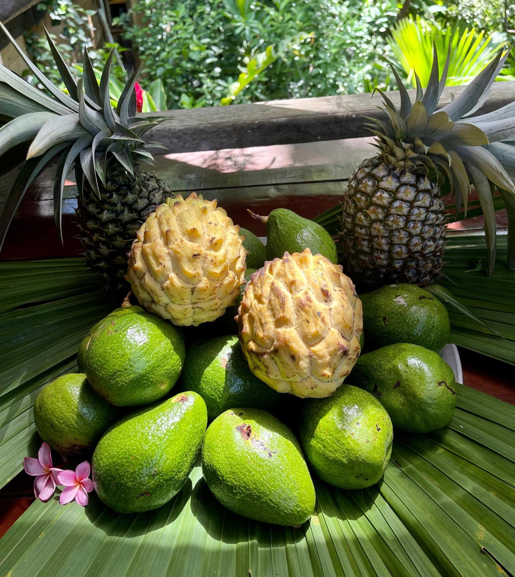 Eden Jungle Lodge Bocas del Toro Exterior photo