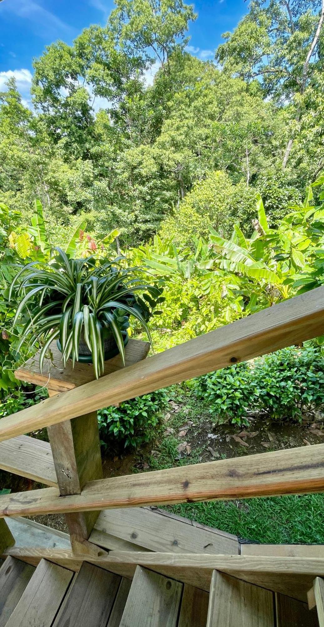 Eden Jungle Lodge Bocas del Toro Exterior photo