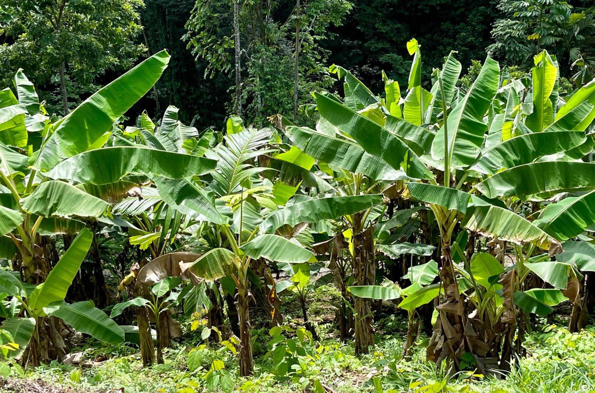 Eden Jungle Lodge Bocas del Toro Exterior photo